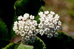 White milkweed